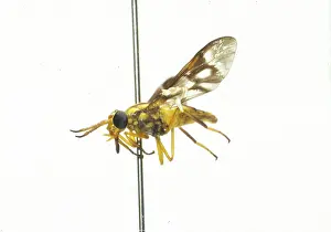 Bolivia: Dermatobia hominis