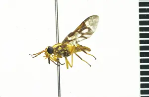 Parasitic: Dermatobia hominis, botfly eggs