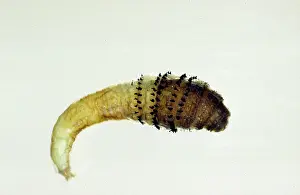 Parasitic: Dermatobia hominis, botfly larva