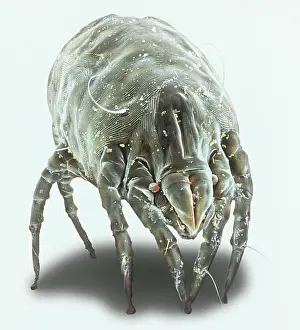 Mite: Dermatophagoides pteronyssius, dust mite