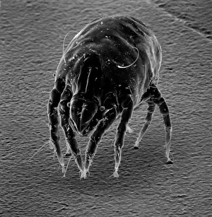 Mite: Dermatophagoides sp. dust mite