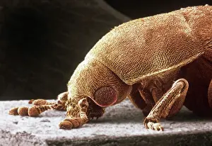 Dermestes: Dermestes lardarius, larder beetle