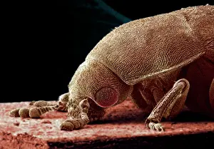 Boring: Dermestes lardarius, larder beetle