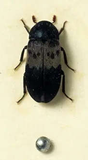 Dermestes: Dermestes lardarius, larder beetle