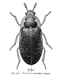 Dermestes: Dermestes maculatus Degeer, hide beetle