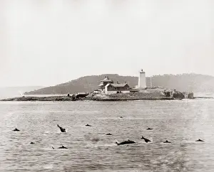 Dolphins: The Derwent Lighthouse, Tasmania, Australia