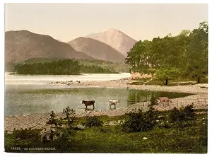 Derwentwater: On Derwentwater, cattle study, Lake District, England