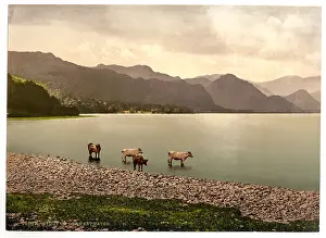Derwentwater: On Derwentwater, cattle study, Lake District, England