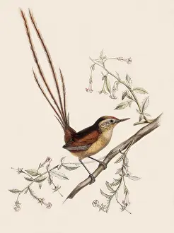 Oudart: Des Murs Wiretail, Sylviorthorhynchus desmursii