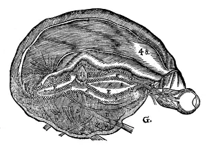 1692: Descartes diagram of the human brain and eye
