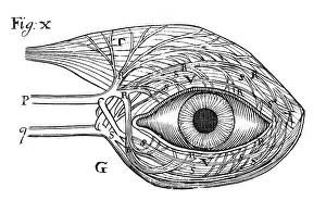 Believed: Descartes idea of the hydraulic action of the