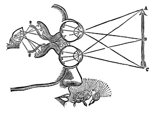1692: Descartes illustration of the co-ordination of