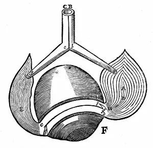 Believed: Descartes model of the antagonistic eye muscles