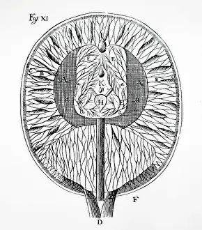Diagram: Descate's drawing of the human brain, 1692
