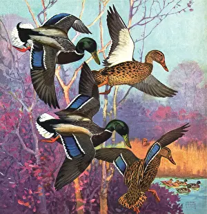 Bogue: Descending Ducks