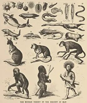 Haeckel: The Descent of Man, Ernst Haeckel, 1871
