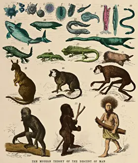 Haeckel: The Descent of Man, Ernst Haeckel, 1871