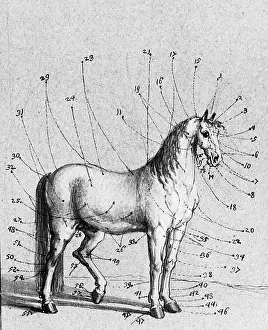 Ridinger: Description of the outer parts of the horse
