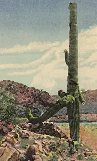 Proctor: Desert Cactus