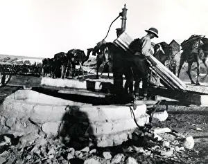 Sinai: Desert columns at El Magdhaba, Egypt, WW1