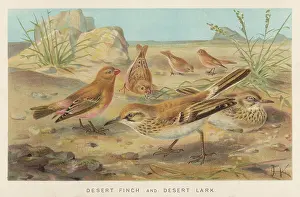 Finches: DESERT FINCH AND LARK