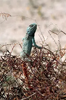 Dhabi: Desert lizard, Abu Dhabi