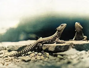 Barnaby (colourised): DESERT LIZARDS