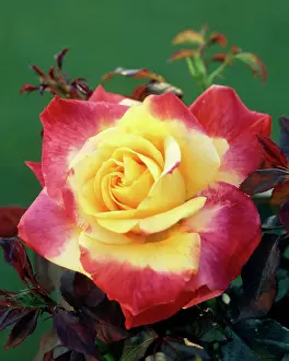 Ham001: Desert Peace Rose