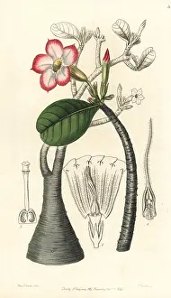 Azalea: Desert rose, Adenium obesum