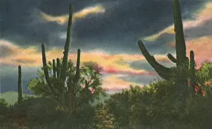 Cacti: Desert Sunset