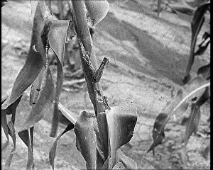 Industrialisation: Deserted Land and Corn Fields Dying Because
