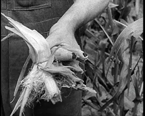 Industrialisation: Deserted Land and Corn Fields Dying Because