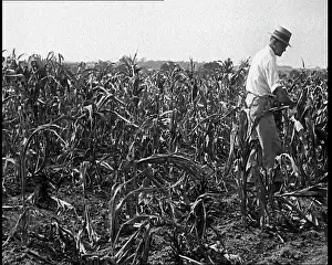 Industrialisation: Deserted Land and Corn Fields Dying Because