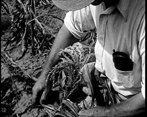 Industrialisation: Deserted Land and Corn Fields Dying Because