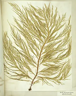 Alga: Desmarestia ligulata, seaweed