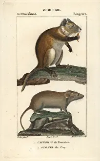 Desmarests: Desmarest's hutia, Capromys pilorides, and