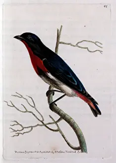 Ornithological: Desmaretian Manakin perched on a twig