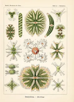 Glitsch: Desmidiaceae algae species