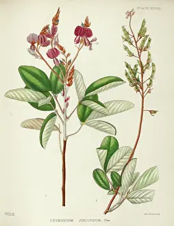 Thwaites: Desmodium jucundum