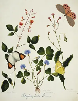 Tick: Desmodium and wild flowers
