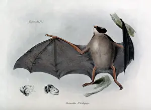 Desmodus: Desmodus D'Orbignyi