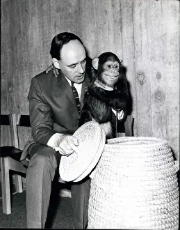 Enquiry: Desmond Morris and chimpanzee, BBC TV programme