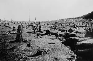 Wasteland: Destructive logging followed by fire completely ?
