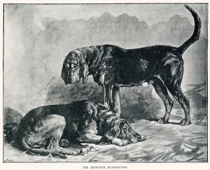 Barnaby: The detective bloodhounds