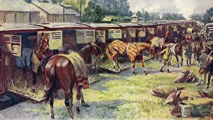 Thoroughbreds: Detraining horses at Ascot