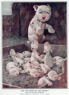 Bonzolines: How the deuce did this happen? by George Studdy