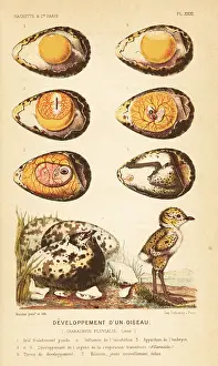 Embryo: Development of a bird, European golden plover