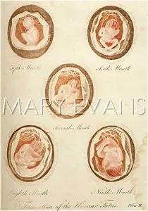 Foetus: DEVELOPMENT OF FOETUS