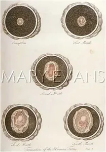 Foetus: DEVELOPMENT OF FOETUS