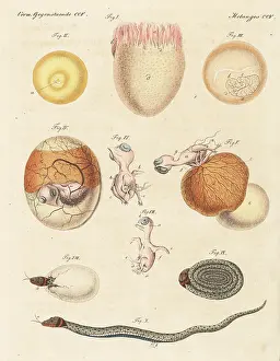 Engraved Plates: Development of oviparous birds and animals